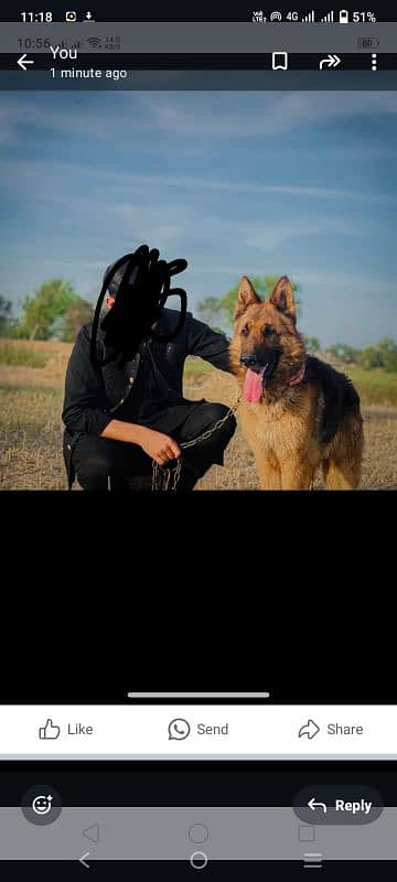 German shepherd long coat good quality and security 2