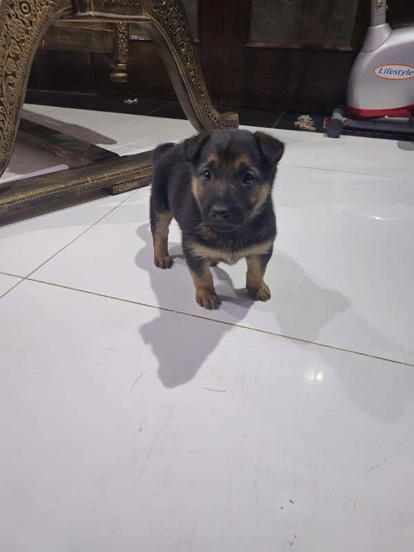 GSD female puppy 0