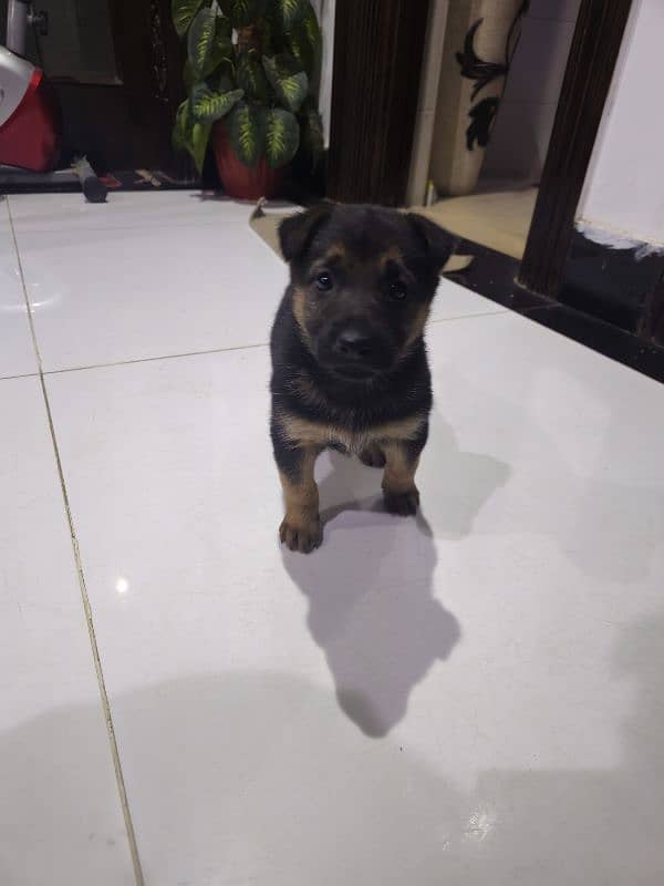 GSD female puppy 1