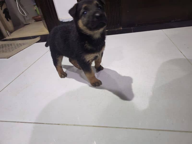 GSD female puppy 2