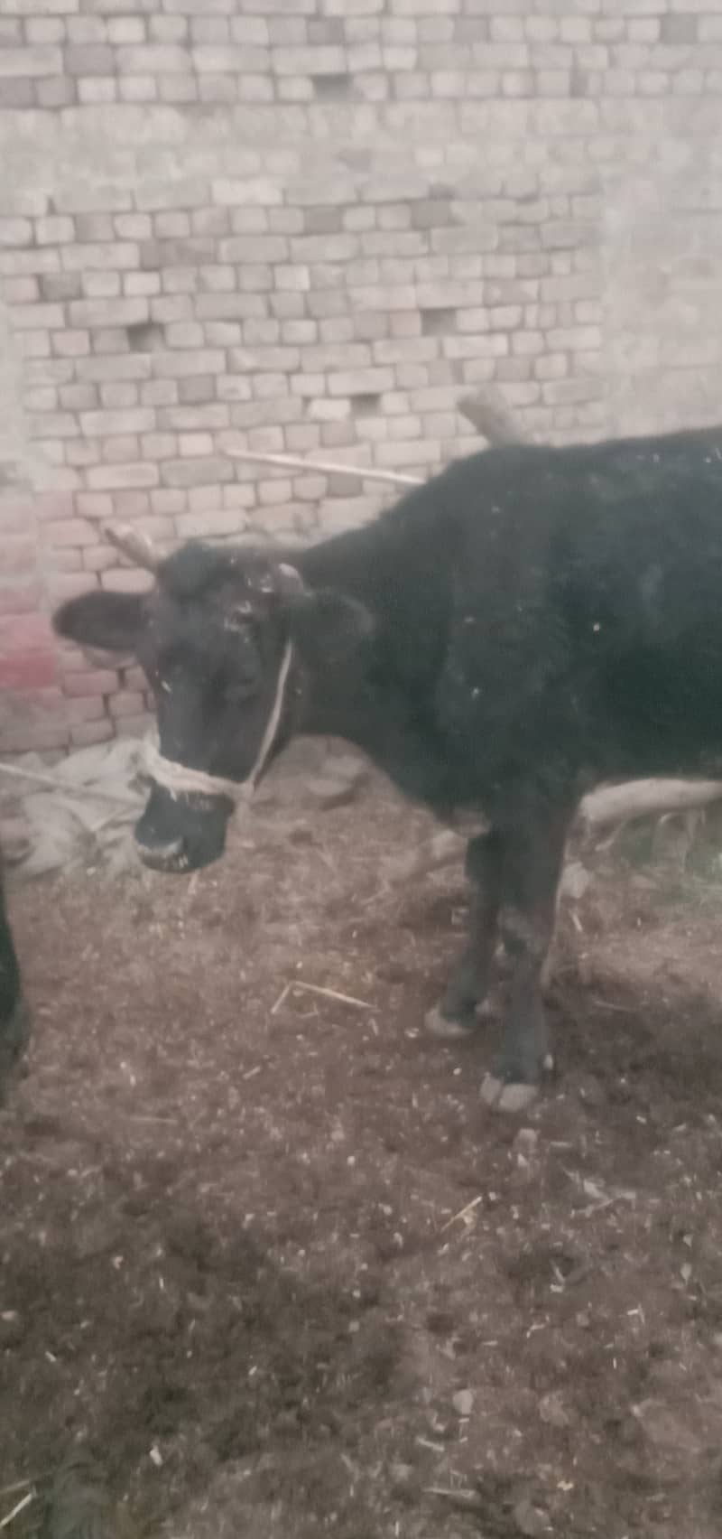 Jersy nasal cow 2 dant 1st calving 1