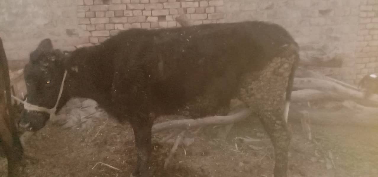 Jersy nasal cow 2 dant 1st calving 2