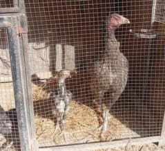 aseel hens and chicks