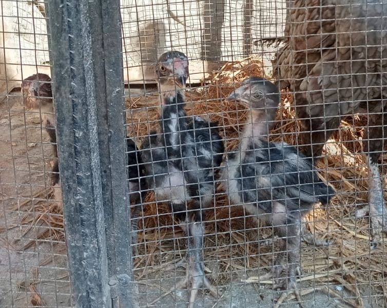 aseel hens and chicks 2