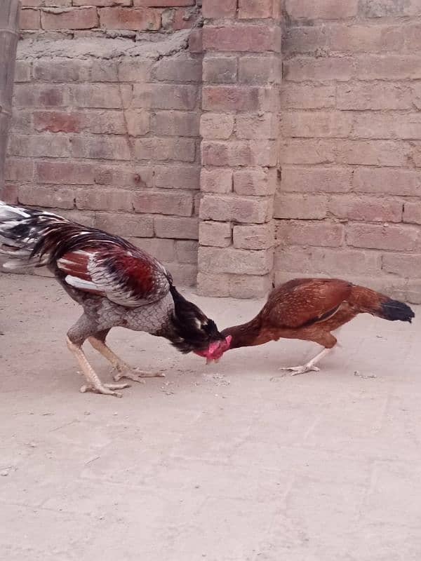 aseel hens and chicks 17