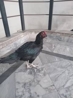 urgent sale for female Golden buff and aseel hen