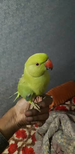 Ring reck parrot Hand tame