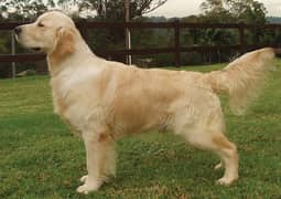 Golden Retriever Male Dog For Sale