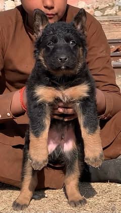 Long court German Shepherd, male two month for sale