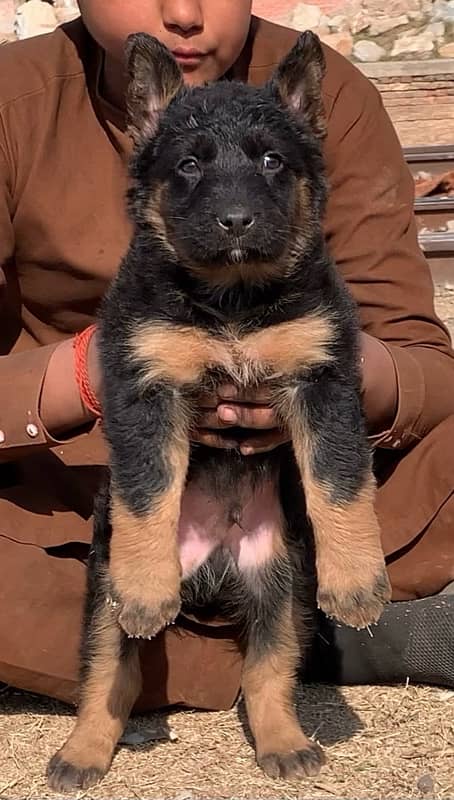 Long court German Shepherd, male two month for sale 0