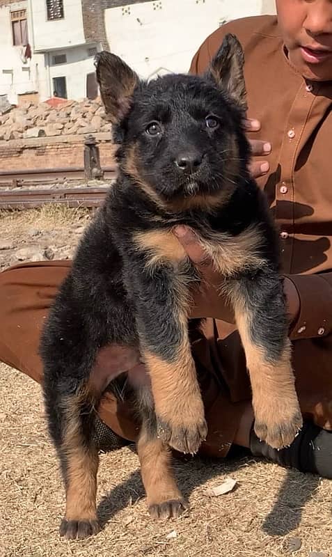 Long court German Shepherd, male two month for sale 1