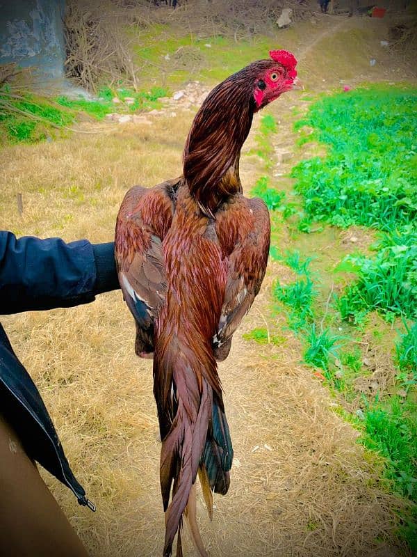 red lakha patha home breed 1