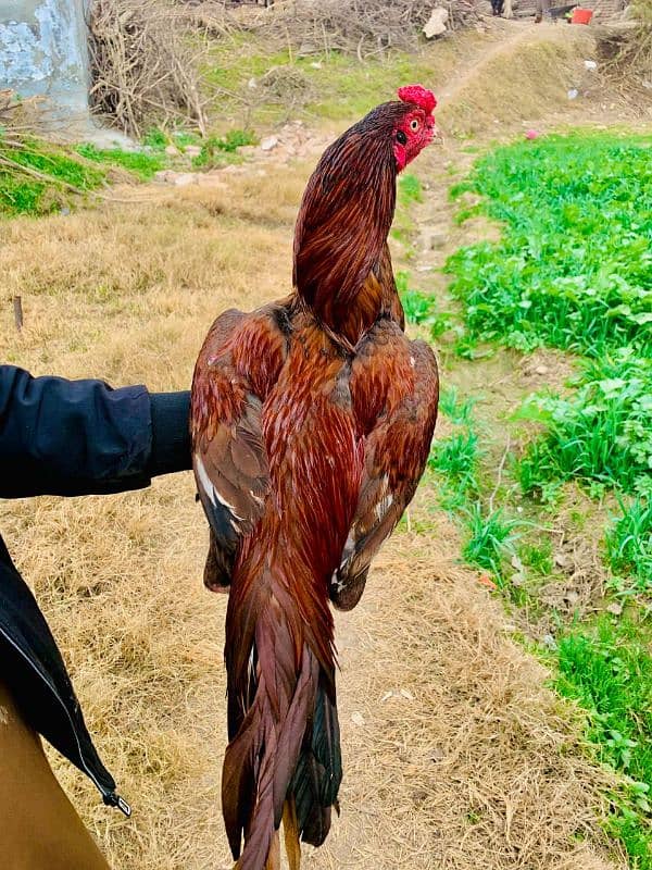 red lakha patha home breed 2