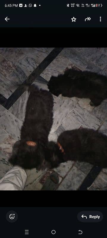 dogs for sale 2 females one male 4