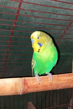 Australian king Birds breading  pair