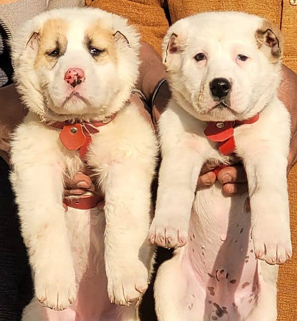 Bakharwall sequrty dogs puppies pior 2 month for sale 1