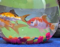 GoldFish Pair, Koi Fish, Molly, Tetra, Beta Fish, Fish Bowl | Aquarium