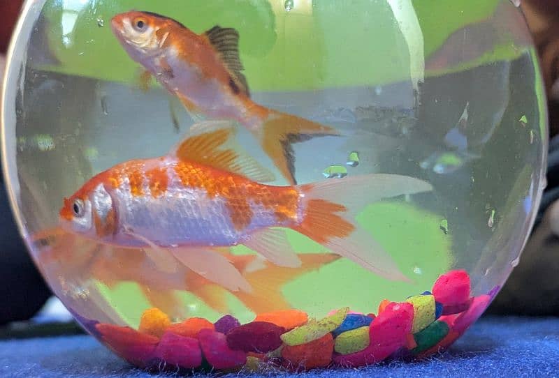 GoldFish Pair, Koi Fish, Molly, Tetra, Beta Fish, Fish Bowl | Aquarium 1