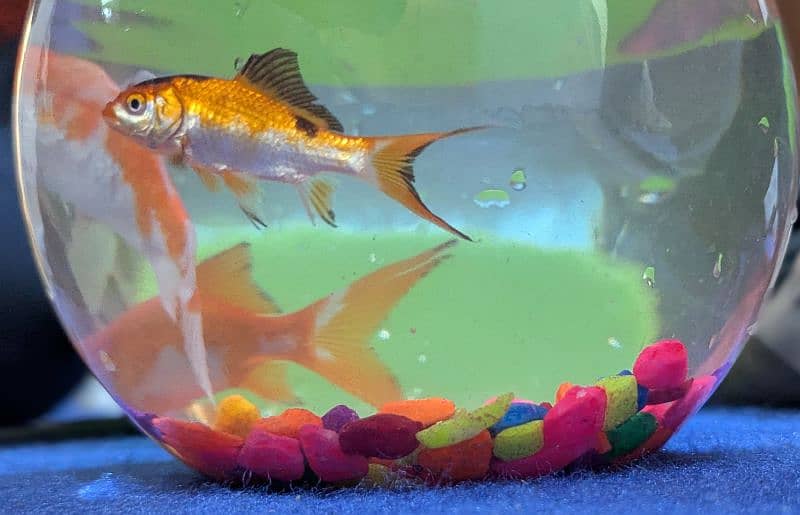 GoldFish Pair, Koi Fish, Molly, Tetra, Beta Fish, Fish Bowl | Aquarium 2