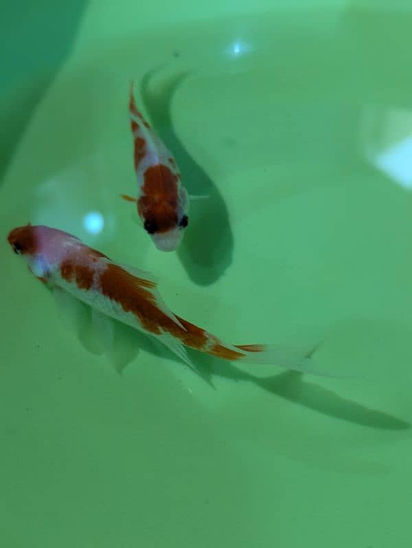 GoldFish Pair, Koi Fish, Molly, Tetra, Beta Fish, Fish Bowl | Aquarium 3