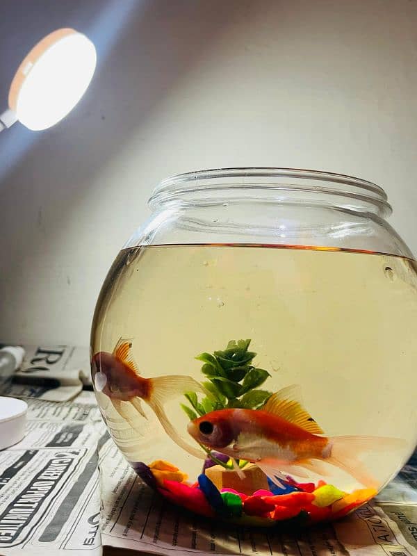 GoldFish Pair, Koi Fish, Molly, Tetra, Beta Fish, Fish Bowl | Aquarium 5