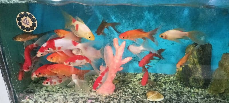 GoldFish Pair, Koi Fish, Molly, Tetra, Beta Fish, Fish Bowl | Aquarium 11