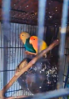 Australian and lovebirds for sale