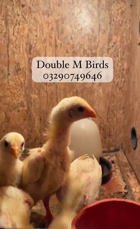 King O Shamo chicks| Aseel imported 1