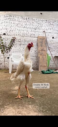 King O Shamo chicks| Aseel imported