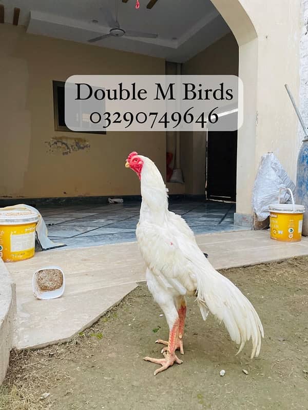 King O Shamo chicks| Aseel imported 4