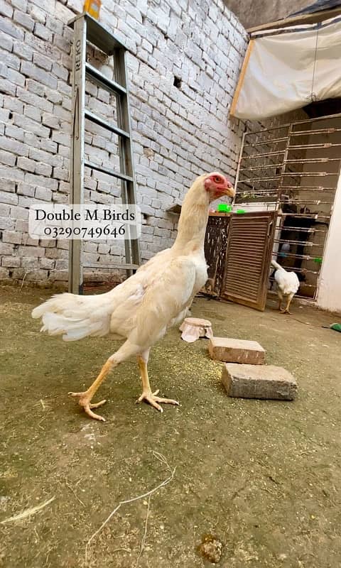 King O Shamo chicks| Aseel imported 6