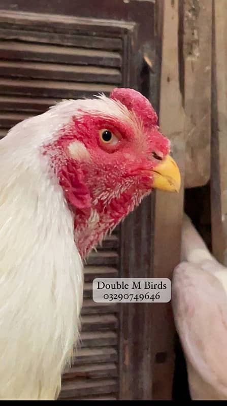 King O Shamo chicks| Aseel imported 7