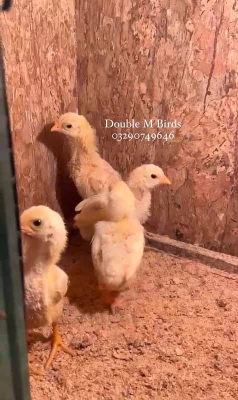 King O Shamo chicks| Aseel imported 8