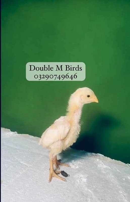 King O Shamo chicks| Aseel imported 9