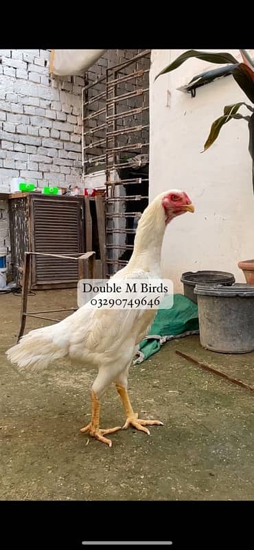 King O Shamo chicks| Aseel imported 11