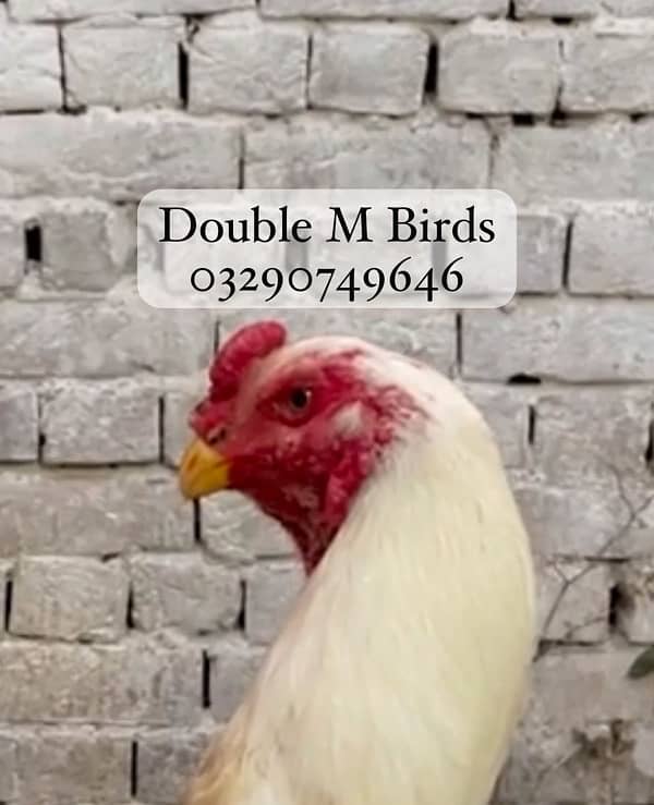 King O Shamo chicks| Aseel imported 13