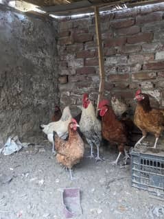 Golden and Mishri Hens and Cocks