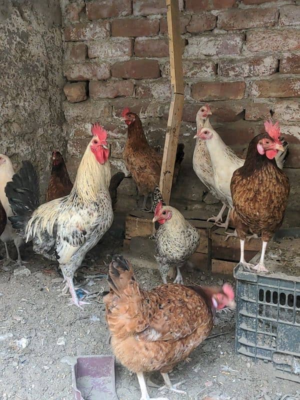 Golden and Mishri Hens and Cocks 1