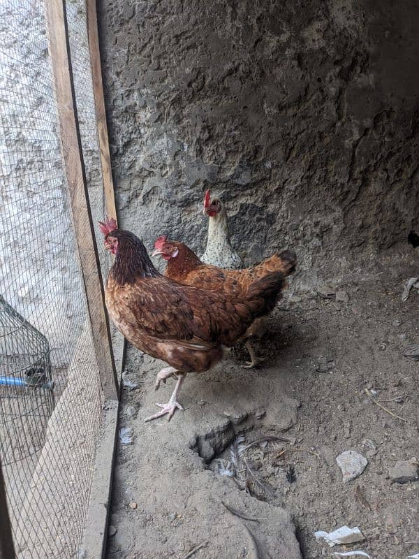 Golden and Mishri Hens and Cocks 2