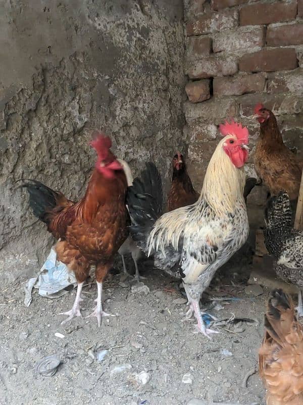 Golden and Mishri Hens and Cocks 3