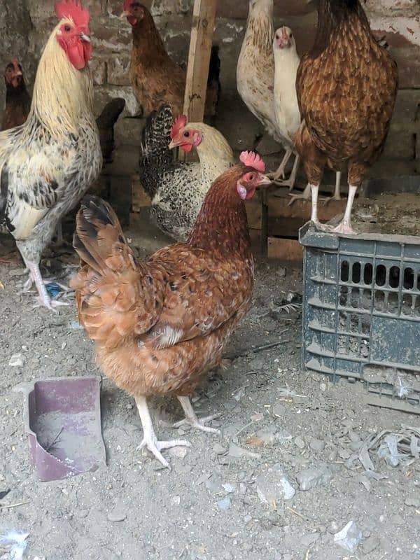 Golden and Mishri Hens and Cocks 5