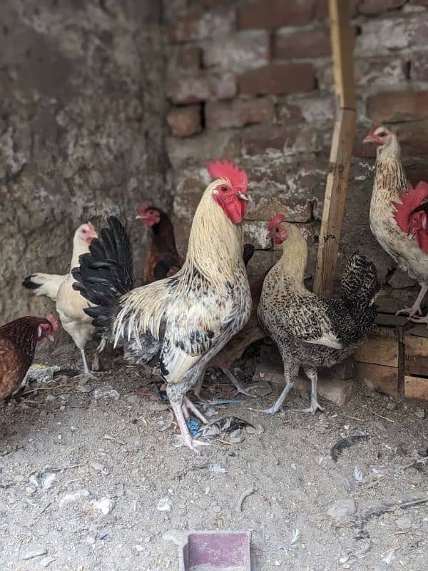 Golden and Mishri Hens and Cocks 6