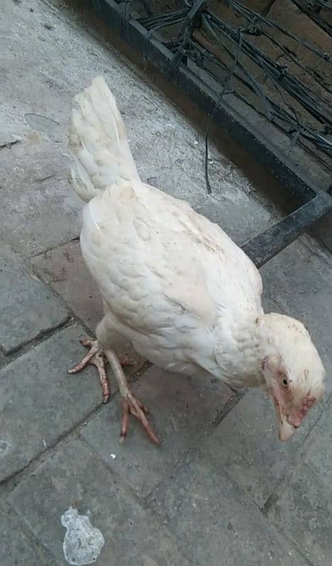 urgent for sale breader pair Hai WhatsApp num 03204195177 6