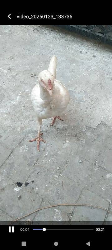 urgent for sale breader pair Hai WhatsApp num 03204195177 8