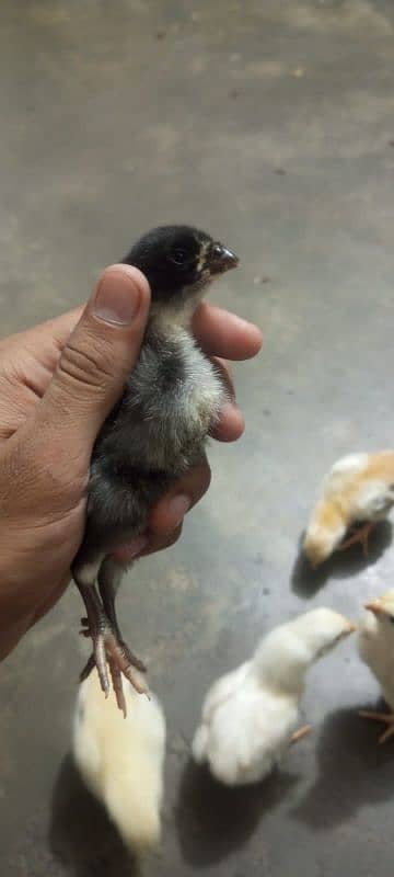 Shamo Japanese high quality chicks available 5