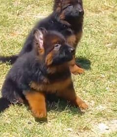 Top quality  German Shepherd puppy  for sale WhatsApp 03287625932