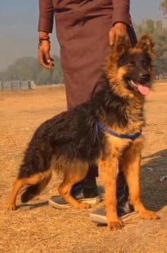 German Shepherd female long coat black mask age 4 month  for sale