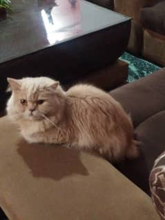 Fully grown Persian cat (male), Washroom trained