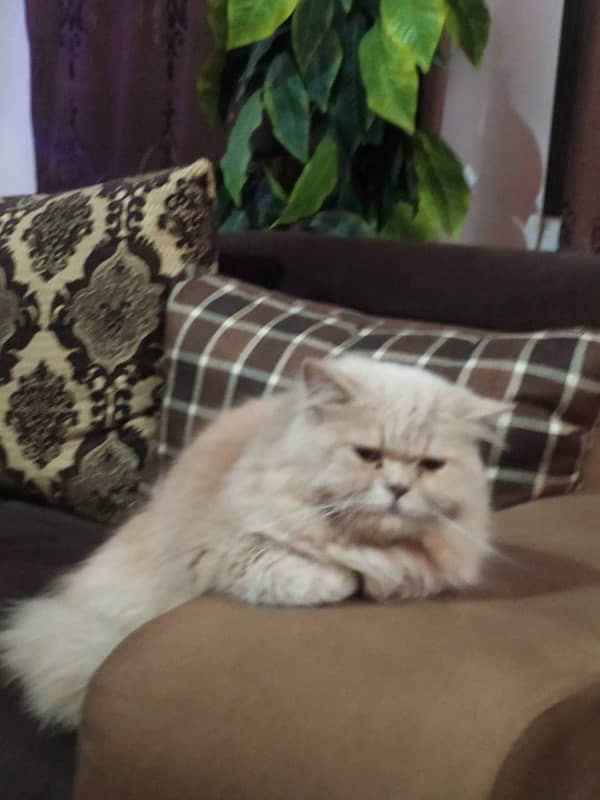 Persian cat (male) fully grown, Washroom trained 1