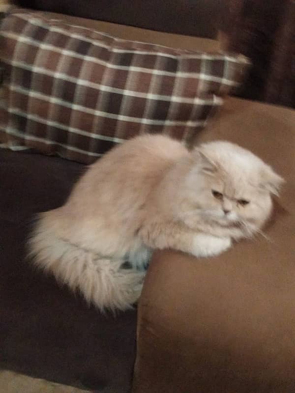 Persian cat (male) fully grown, Washroom trained 2